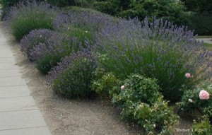 Lavandula angustifolia