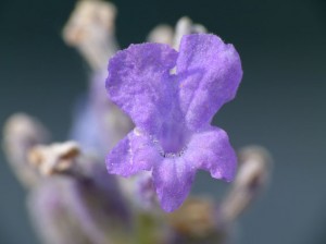 Lavandula angustifolia lavender Lavendel