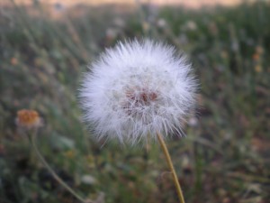 Maslačak - seme