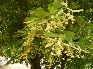 Tilia platyphyllos cvet