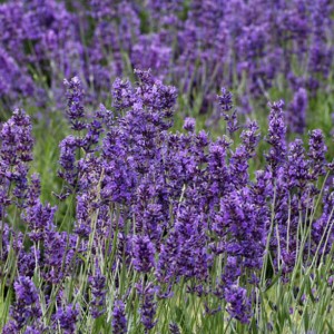 Lavandula