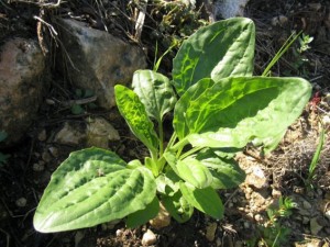 Ženska bokvica - Plantago major L.
