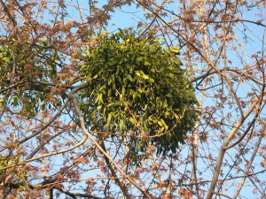 Imela