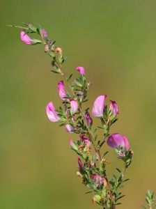 Gladis - Ononis spinosa