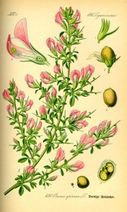 Ilustracija Ononis spinosa