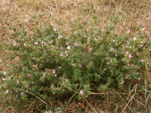 Ononis spinosa