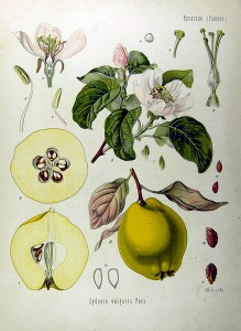 Botanička ilustracija dunje