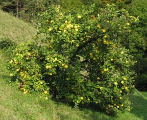 Drvo dunje