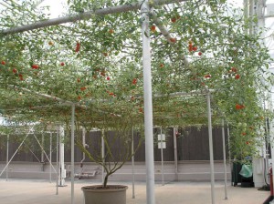Loza paradajza - Solanum lycopersicum